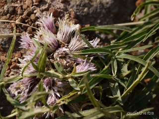 Lepidagathis trinervis flower7.jpg